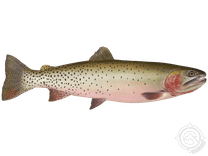 Cutthroat Trout